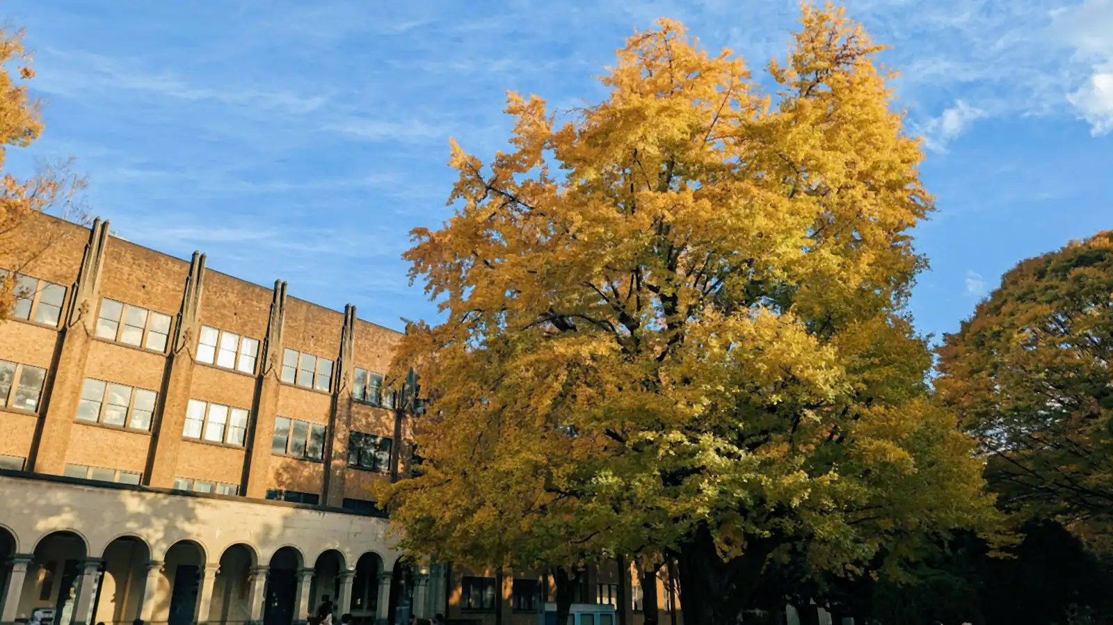 A tree in autumn color beside a brick university building